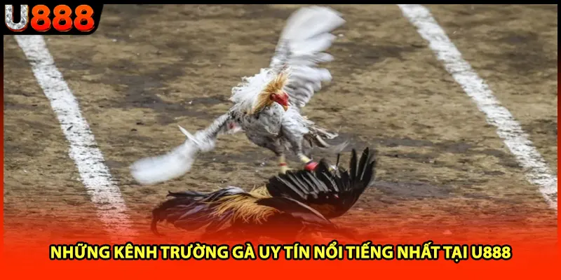 Những kênh trường gà uy tín nổi tiếng nhất tại U888 Những kênh trường gà uy tín nổi tiếng nhất tại U888